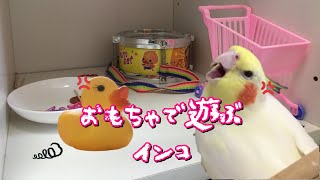 おもちゃのアヒルだけが気に入らないオカメインコの遊びcockatiel 【オカメインコのきなこ】