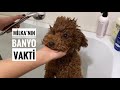Toy Poodle Milka’nın Banyo Vakti 🎉