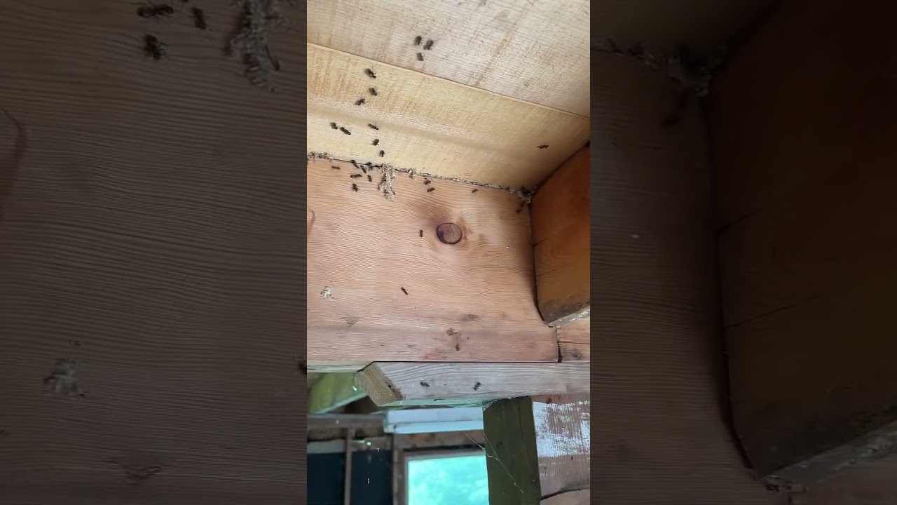 Aftermath of a carpenter ant treatment 