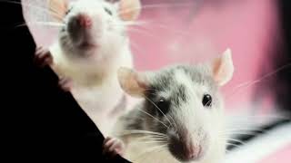 Råttorna i släpet