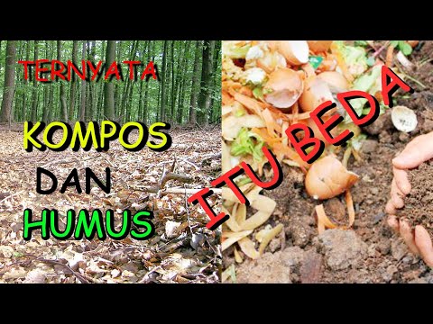 Video: Apakah Perbezaan Antara Humus Dan Kompos? Apa Itu Dan Bagaimana Mereka Berbeza?