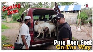 Pure Boer Goat Coming Soon at STAR GOATS FARM Asif STD