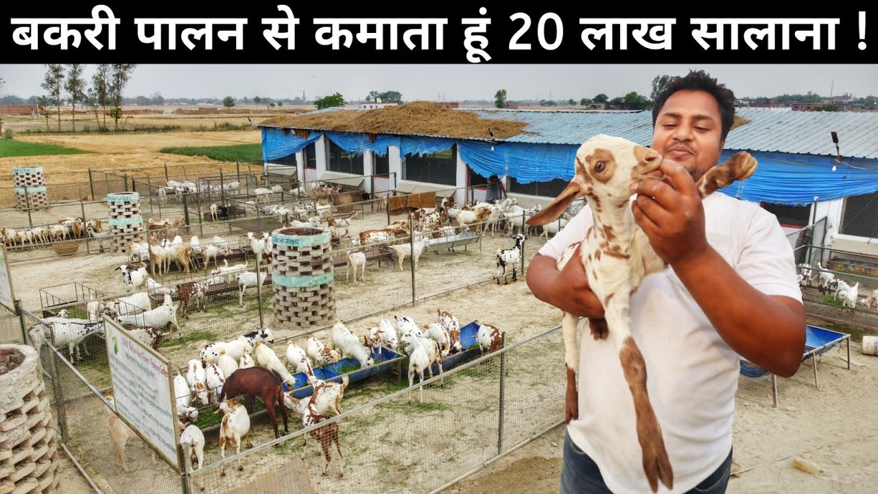 इंजिनियर लड़के ने अपने गांव में बनाई बकरी फैक्ट्री | Goat Farming | Bakri Farm Tour