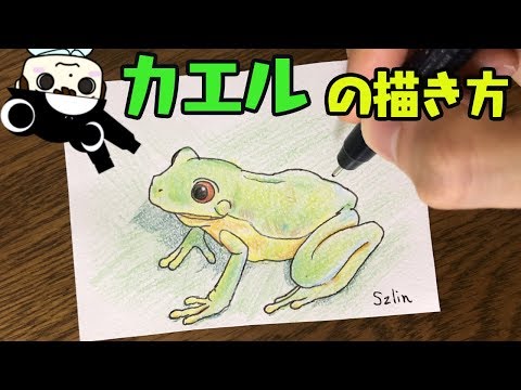 [Frog illustration] How to draw a frog