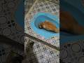 kucing siapa yg kelakuannya kek gini
