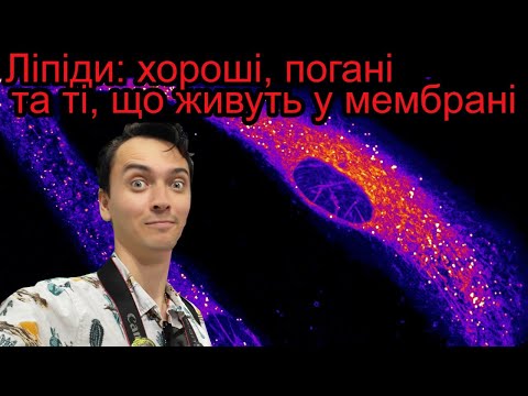 Ліпіди: хороші, погані та ті, що живуть у мембрані