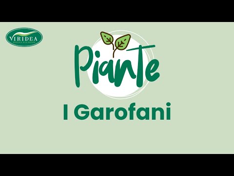 Video: Propagazione delle piante d'aglio - Scopri come propagare bulbi d'aglio e chiodi di garofano