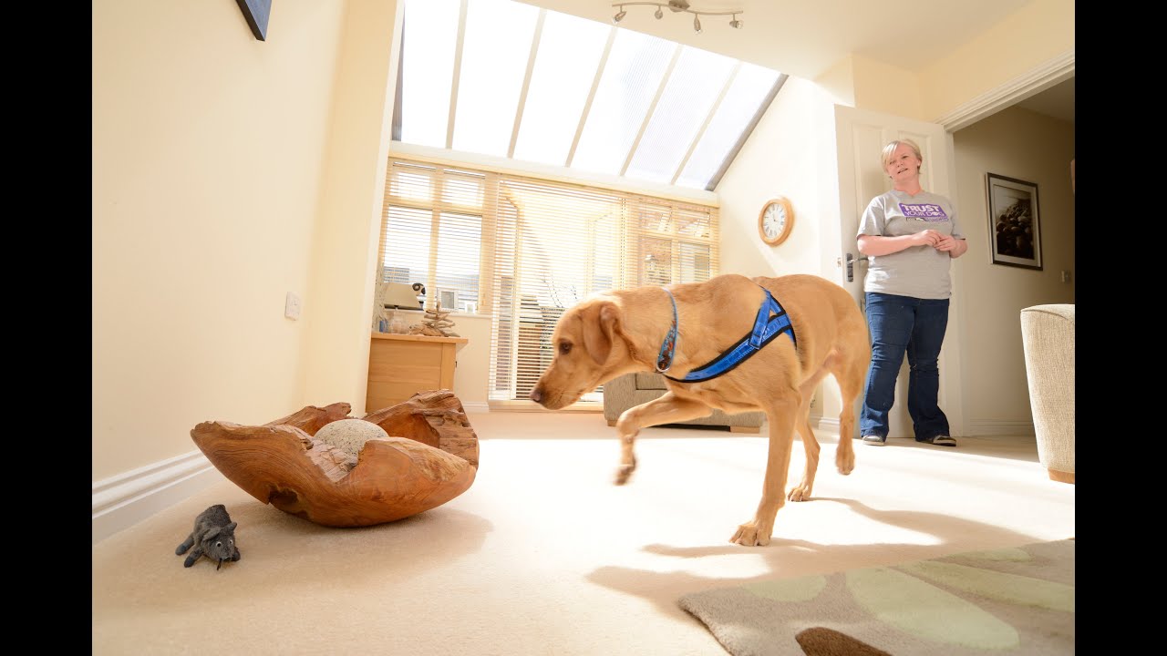 How to train your dog to sniff out scent online course trailer YouTube
