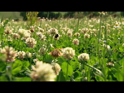 Video: Klee Im Garten Und Auf Dem Tisch