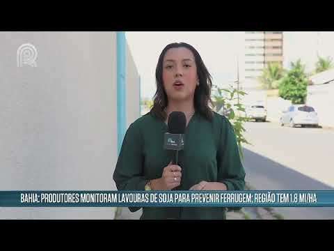 Produtores da Bahia monitoram lavouras para evitar prejuízos com ferrugem | Canal Rural