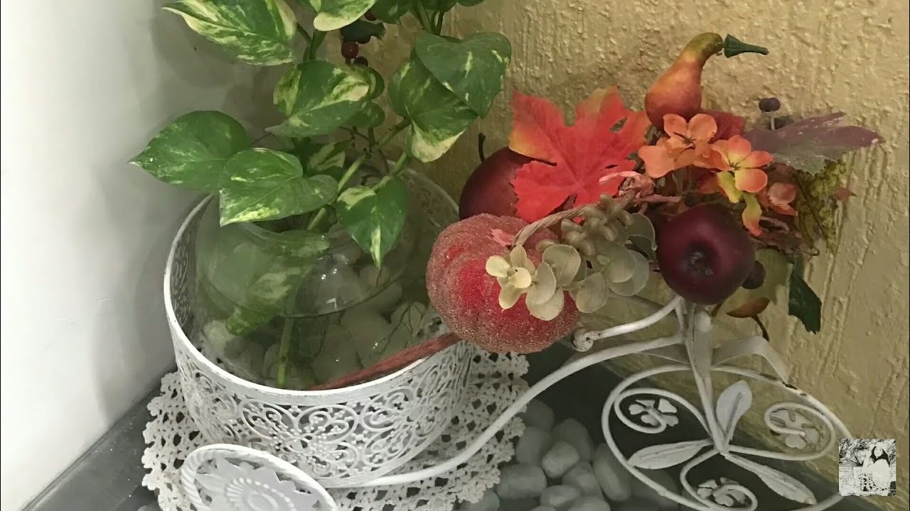 Styling Houseplant Money Plant As Home Decor YouTube styling-houseplant-money-plant-as-home-decor-youtube