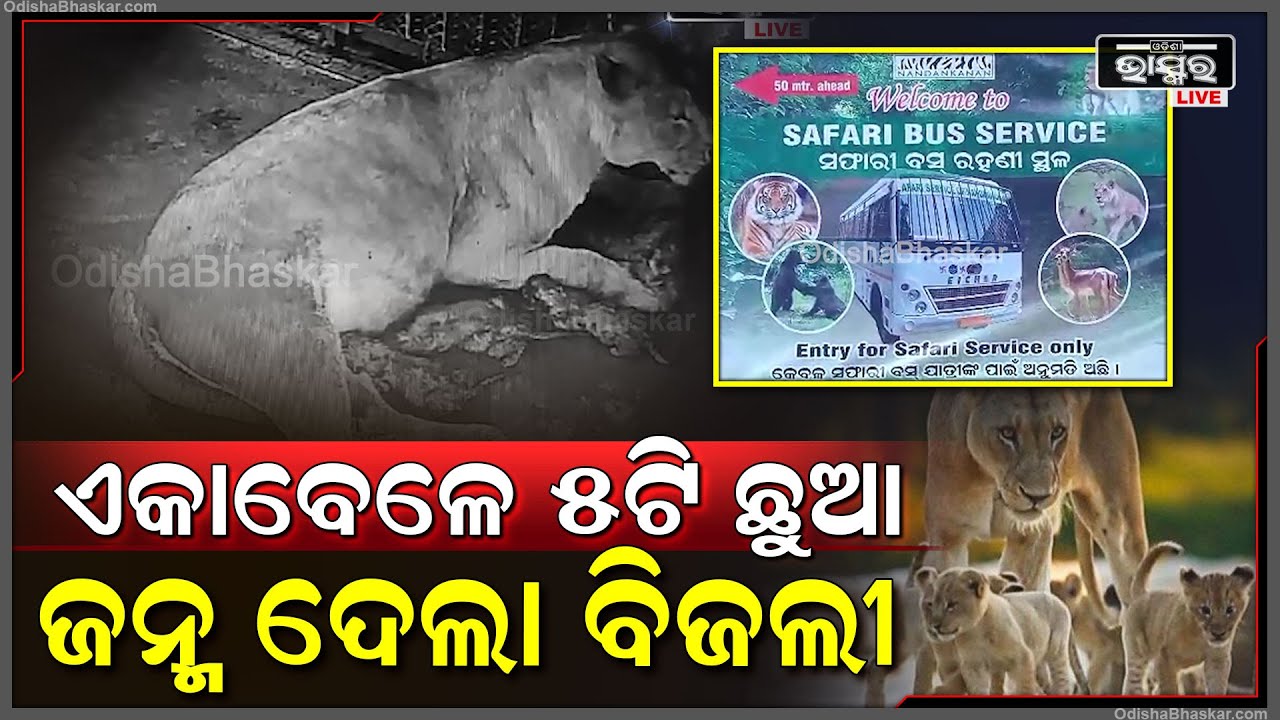 ନନ୍ଦନକାନନକୁ ଆସିଲେ ନୂଆ ଅତିଥି I ଏକାବେଳେ ୫ଟି ଶାବକ ଜନ୍ମ ଦେଲା ସିଂହୀ ବିଜଲୀ Lioness Bijli