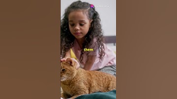 Munchkin Cats: The Cutest Shorties!