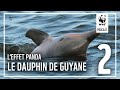 Pisode 2  tudier le dauphin de guyane pour mieux le protger  leffet panda  un podcast wwf