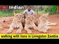 walk with lions | Livingstone Zambia 🇿🇲| Uma Telugu Traveller