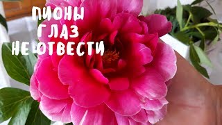 ТАКИЕ ПИОНЫ Я ЕЩЕ НЕ ВИДЕЛА! Мой отдых. Мой опыт. ТАКИЕ ПИОНЫ Я ЕЩЕ НЕ ВИДЕЛА! Мой отдых. Мой опыт.
