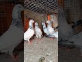 calsire kabutar..#. Sahid Nagar pigeon shop