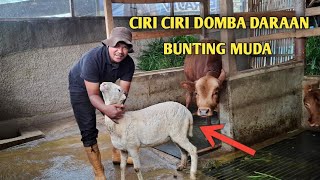 CIRI CIRI DOMBA GARUT DARAAN HAMIL DUA BULAN⁉️