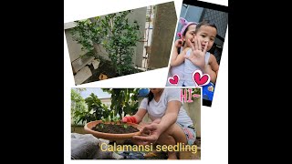 GARDENING WITH A TODDLER (repotting calamanse seedlings)