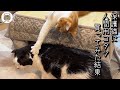 【保護猫7匹】初めてのコタツ買ったら色々と期待値を超えて来た…