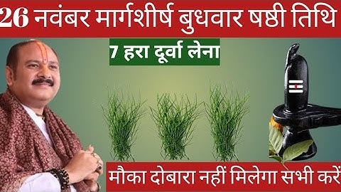 26 नवंबर मार्गशीर्ष बुधवार षष्ठी तिथि के दिन 7 हरा दूर्वा वाला उपाय जरुर करे || Pradeep Ji Mishra 