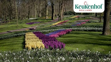Enjoy the park! - Keukenhof virtually open