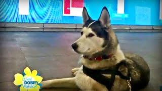 Jak podróżować z psem? [Dzień Dobry TVN]