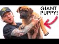 Puppy training training the most stubborn puppy in the world
