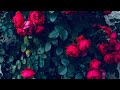 Rose collection  nature sounds