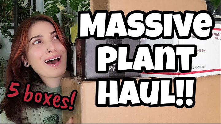OGROMNA ZBIÓRKA ROŚLIN!! 😲 5 pudełek z roślinami od Palmstreet 🌿 Anthurium, Pothos i inne!! ✨️ rozpakowywanie