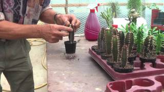 Grafting of Euphorbia