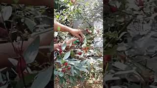 Panen Bunga Rosela