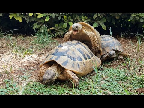 Kaplumbağalar Çiftleşiyor | Turtle Mating