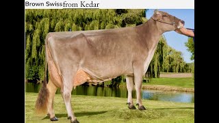 Kedar Rhapunze EX95 - 1st Senior &amp; Grand Champion Brown-Swiss at 2023 UK Dairy Expo