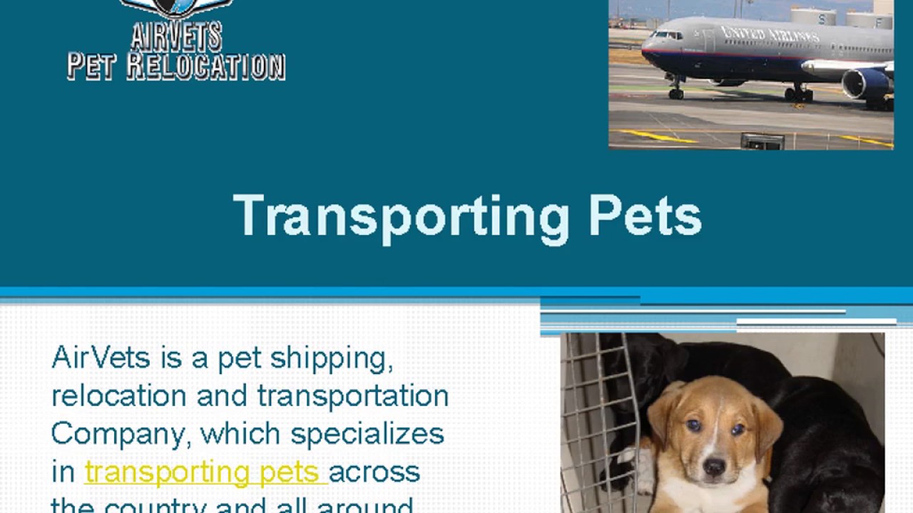 Pet Travel Agency YouTube