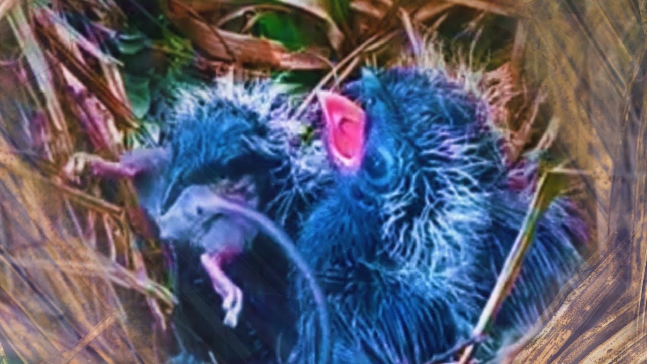 KETIKA KAKI TIKUS NYANGKUT DILEHER ANAK BURUNG MUDA