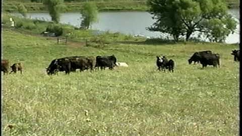 Managed Grazing - Part 2 - Animal Management
