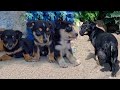 Dog with Tumor and Her Puppies get Rescued... the end will amaze you