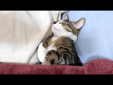 人間のような寝相で寝る猫