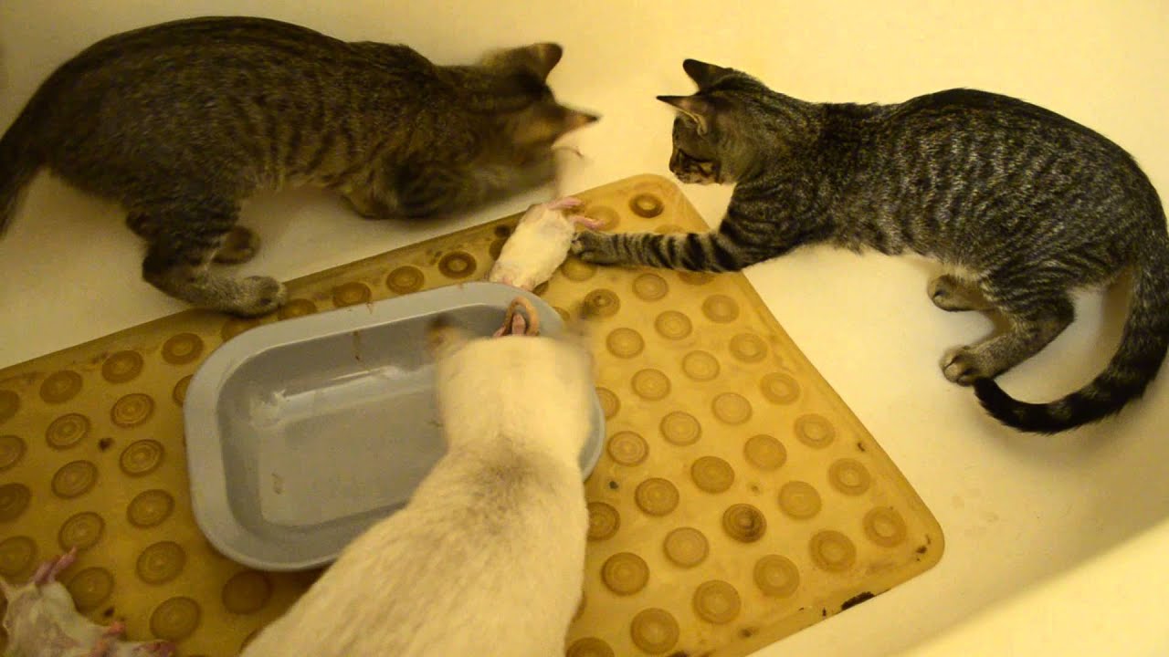 kittens eating a raw diet/ rats YouTube