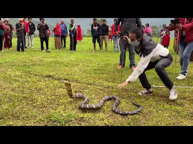 King Cobra | Rescued | Dhampus  | Kaski | Ramji | Keshav | Rohit | Roshan |  Rishi | SCS, Nepal |
