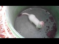 Ermine Release