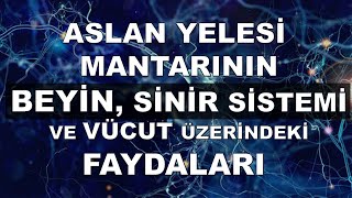 Sinir Büyüme Faktörü Nedir? Aslan Yelesi Mantarı Özünün Beyin ve Sinir Sistemi Üzerindeki Faydaları.