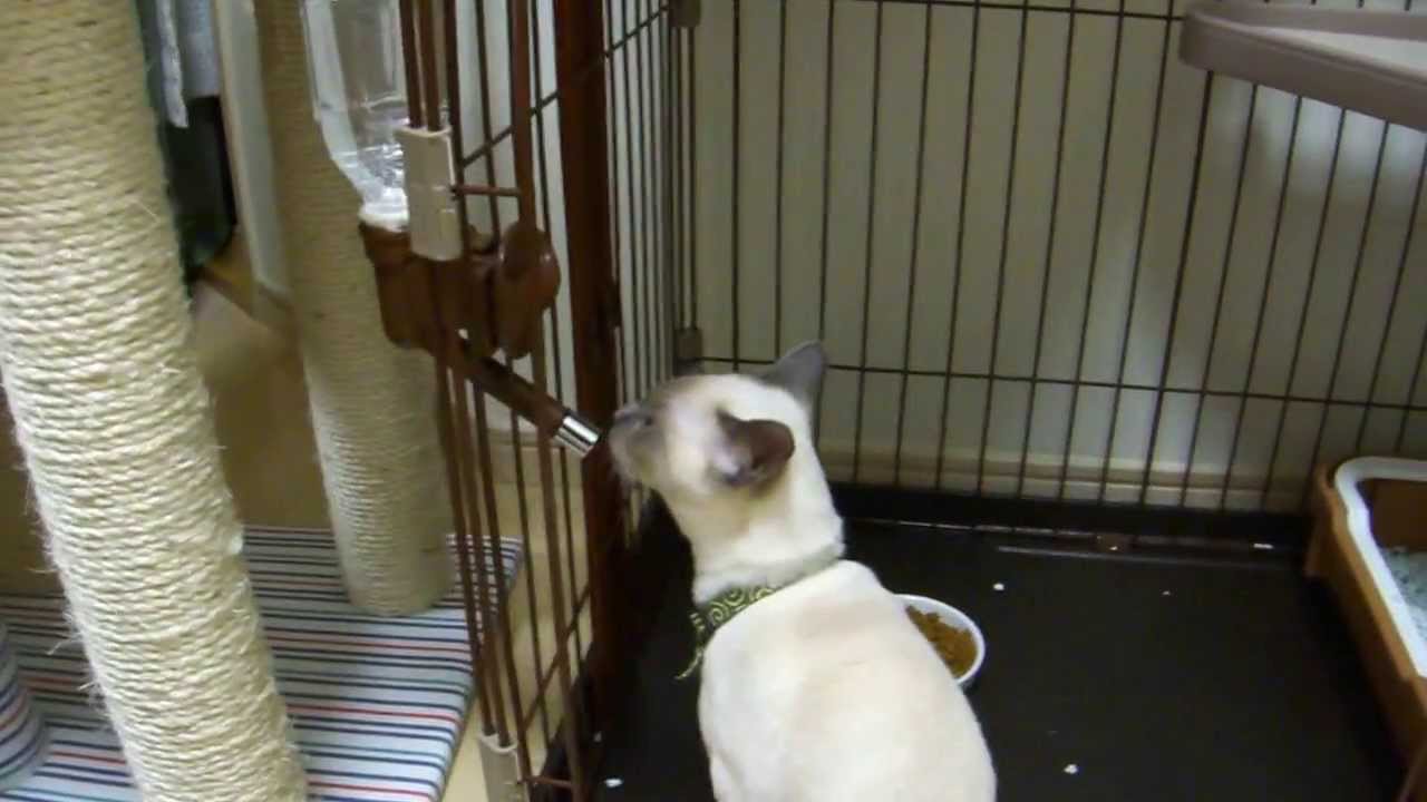 猫に水を飲ませる方法 How To Make My Cat Drink Water Youtube