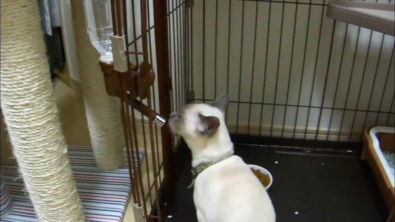 猫に水を飲ませる方法 how to make my cat drink water YouTube