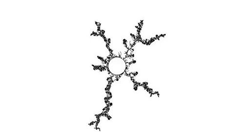 Hastings Levitov model, HL(2).