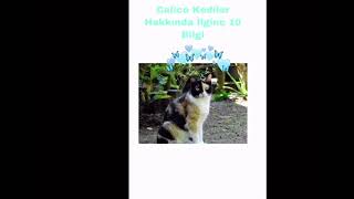 Calico Kedileri Hakkında 10 Bilgi