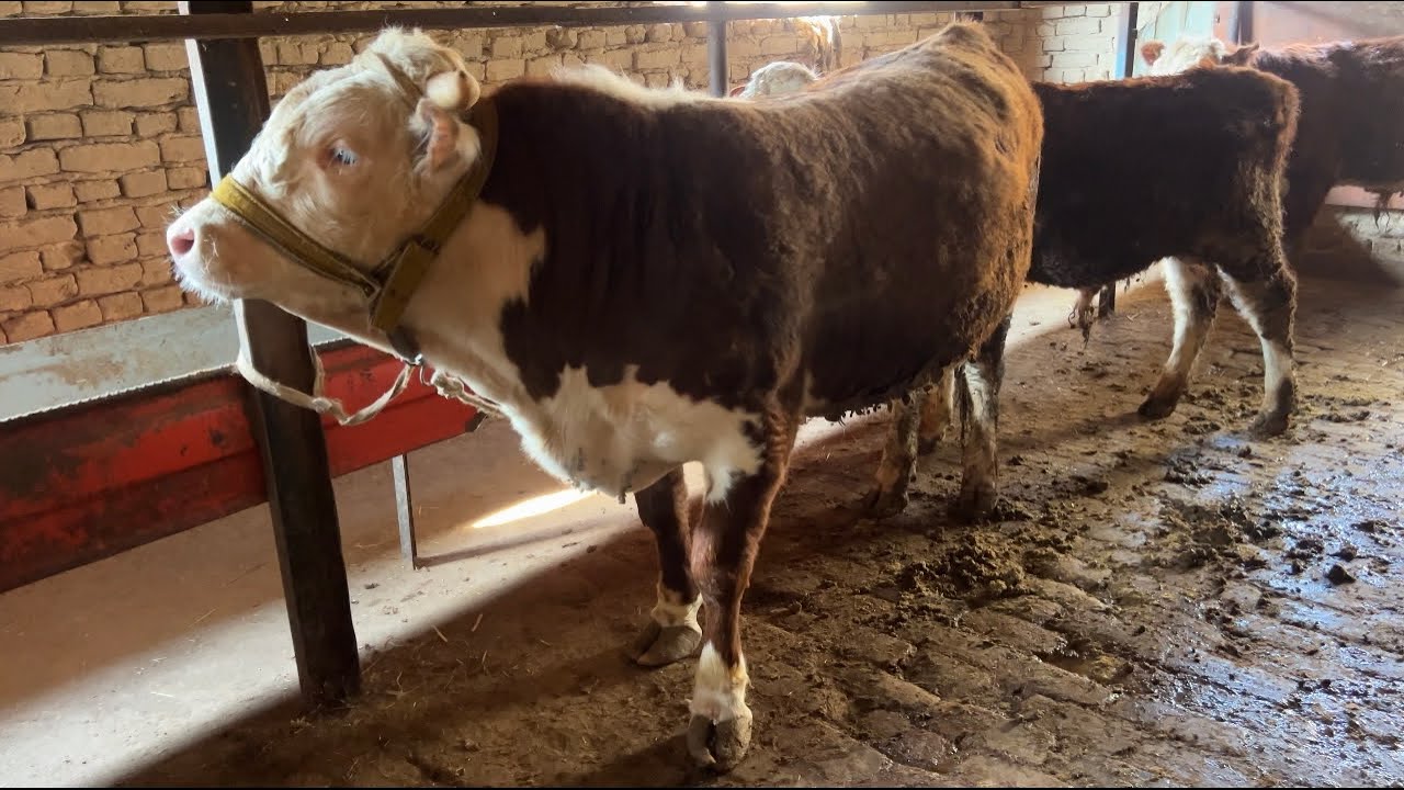 YEMNALAYOTGAN GIBRID BUQA #chorvador #chorvachilik #uzbekistan 