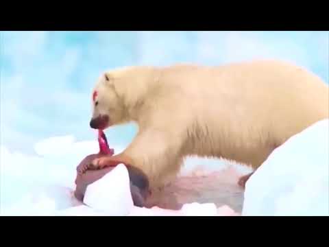 😱 Polar Bear eating harp Seal..