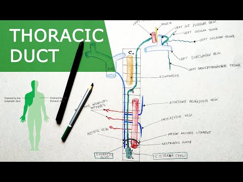 Thoracic duct | Anatomy Tutorial | Course, Relations, Tributaries